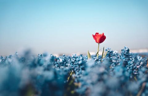A single red tulip standing out in a field of blue flowers